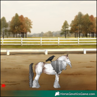 Horse Color:White Spotted Bay 