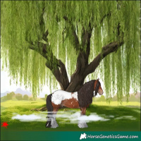 Horse Color:Bay Snowcap 