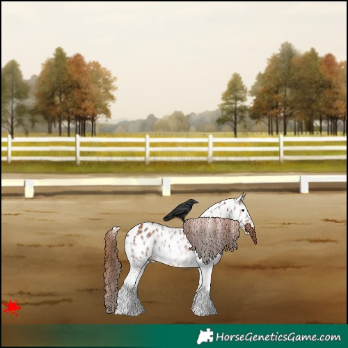 Horse Color:White Spotted Chestnut Appaloosa 
