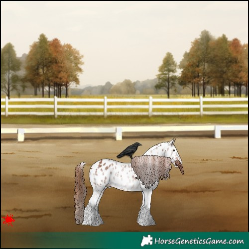 Horse Color:White Spotted Chestnut Appaloosa 