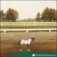 Horse Color:Chestnut Appaloosa 