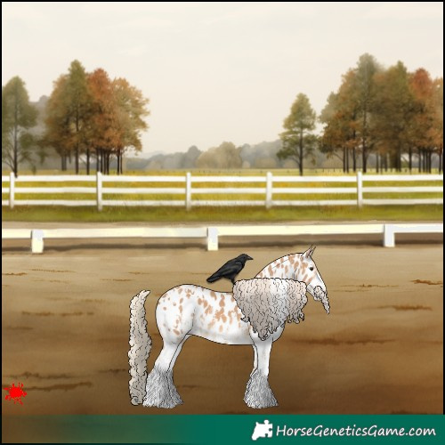 Horse Color:White Spotted Red Dun Appaloosa 