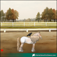 Horse Color:Red Roan Appaloosa