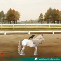 Horse Color:Red Roan Appaloosa 