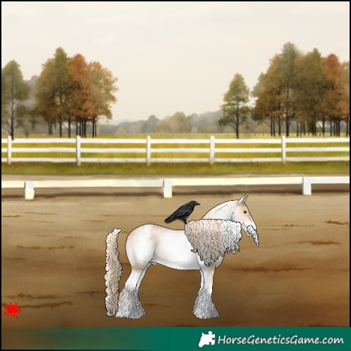 Horse Color:White Spotted Red Dun Appaloosa 
