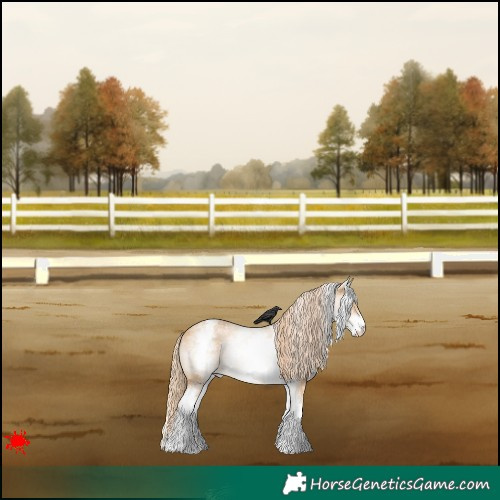 Horse Color:White Spotted Red Dun Appaloosa