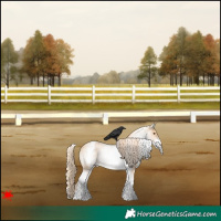 Horse Color:White Spotted Red Dun Appaloosa