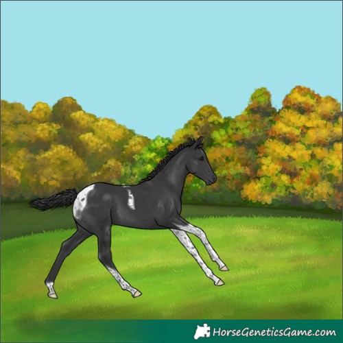Horse Color:Black Tobiano