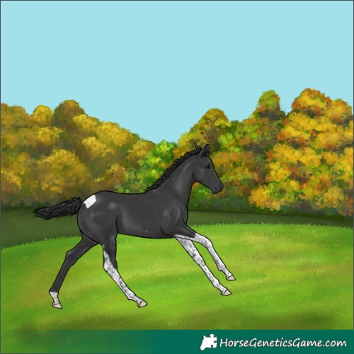 Horse Color:Black Tobiano 