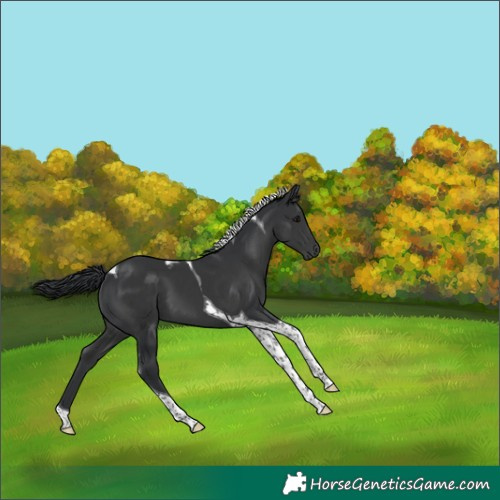 Horse Color:Black Tobiano 