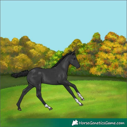 Horse Color:Black Tobiano 