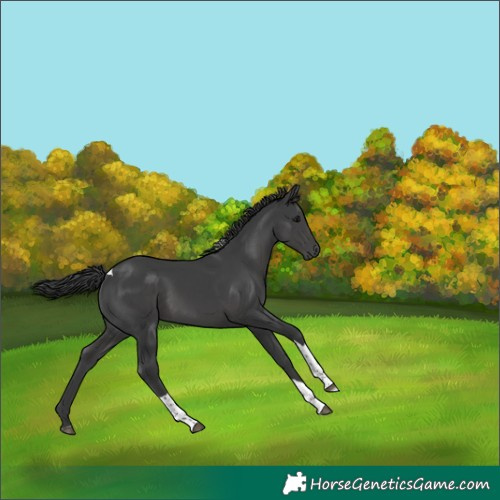 Horse Color:Black Tobiano 