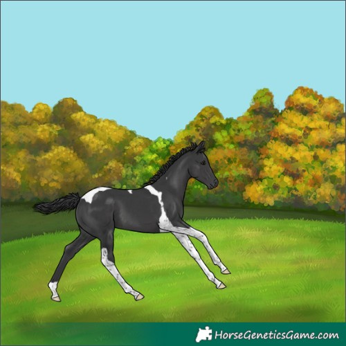 Horse Color:Black Tobiano 