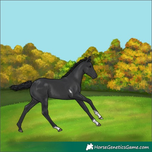 Horse Color:Black Tobiano