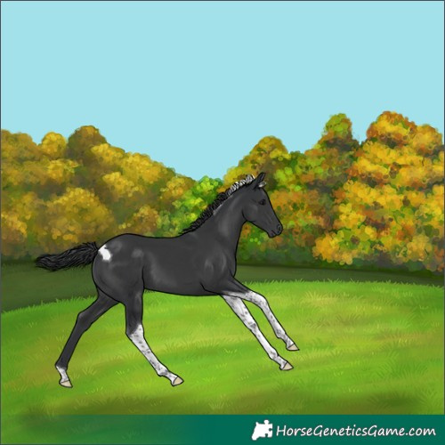 Horse Color:Black Tobiano 