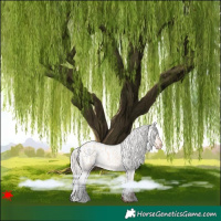 Horse Color:Silver Bay Roan Dun Appaloosa 