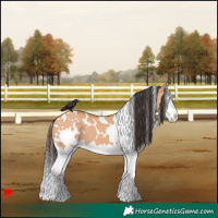 Horse Color:White Spotted Bay Dun Splash 
