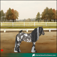 Horse Color:White Spotted Grullo