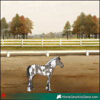 Horse Color:White Spotted Grullo 