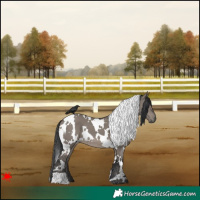 Horse Color:White Spotted Grullo 