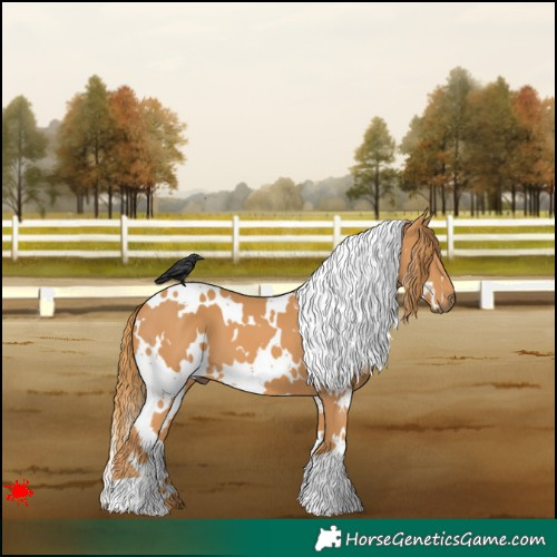 Horse Color:White Spotted Chestnut 