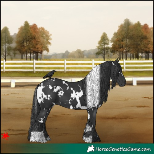 Horse Color:White Spotted Black 