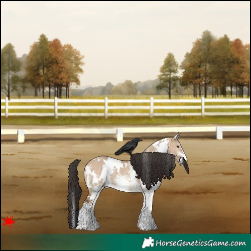 Horse Color:White Spotted Bay Dun Rabicano 
