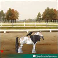 Horse Color:White Spotted Bay Dun Rabicano 