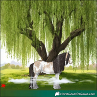 Horse Color:White Spotted Bay Dun Rabicano 
