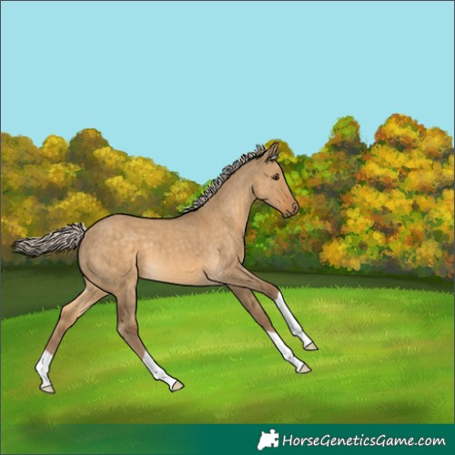 Horse Color:Chocolate Palomino Dun 
