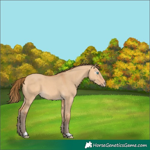 Horse Color:Gray Perlino Dun 