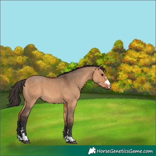 Horse Color:Bay Dun