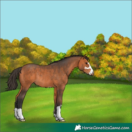 Horse Color:Bay Rabicano 
