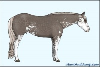 Horse Color:Silver Black Sabino 