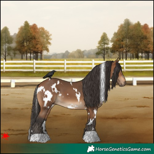 Horse Color:White Spotted Bay 