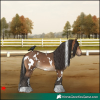 Horse Color:White Spotted Bay 