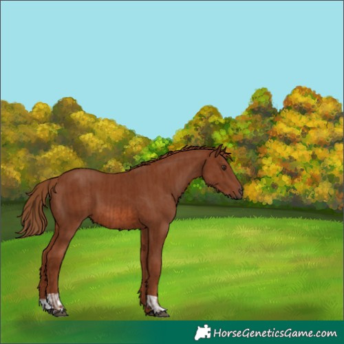 Horse Color:Chestnut  and Chestnut 