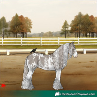 Horse Color:White Spotted Silver Grullo 