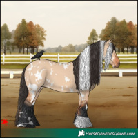 Horse Color:White Spotted Bay Dun 
