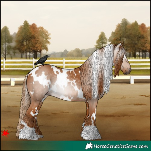 Horse Color:Gray White Spotted Chestnut 