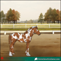 Horse Color:Gray White Spotted Chestnut 