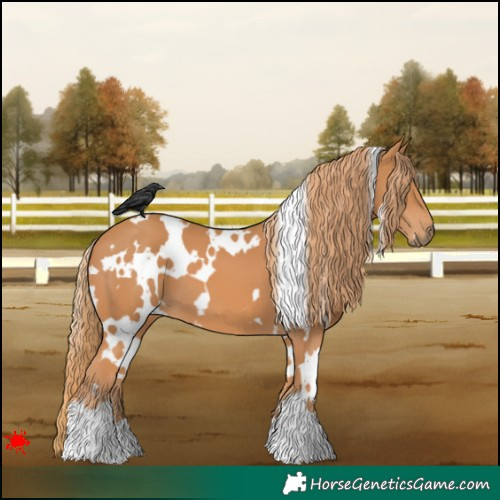 Horse Color:White Spotted Chestnut 