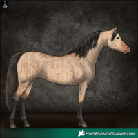 Horse Color:Bay Dun and Bay Dun Rabicano
