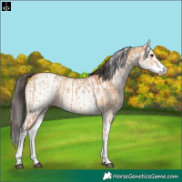 Horse Color:White Spotted Bay Dun Rabicano and White Spotted Bay Dun Rabicano