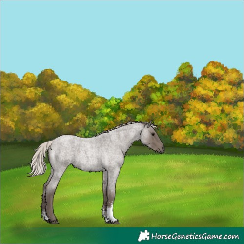Horse Color:Silver Blue Roan Sabino