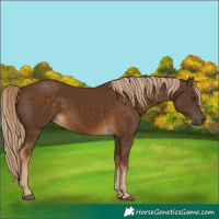 Horse Color:Chocolate Palomino