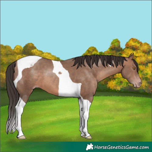 Horse Color:Sable Champagne Tobiano 
