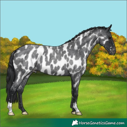 Horse Color:Blue Roan Near Leopard 
