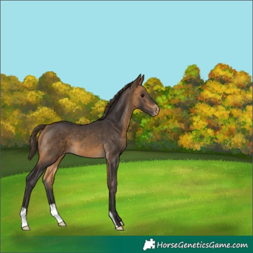 Horse Color:Buckskin Appaloosa 