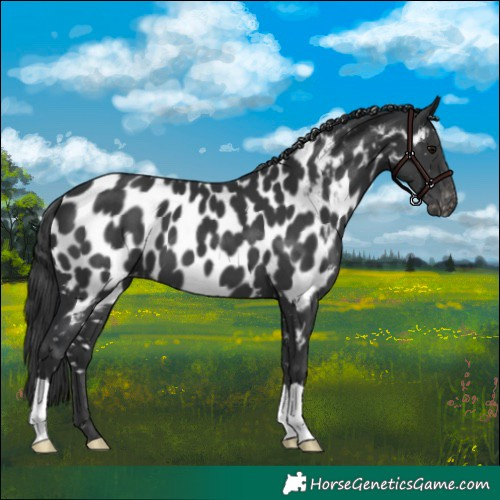 Horse Color:Black Appaloosa 